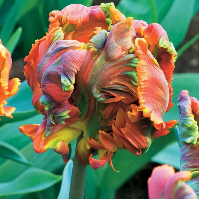 Bakker Blumex tulipe perroquet 6 bulbes multicolore