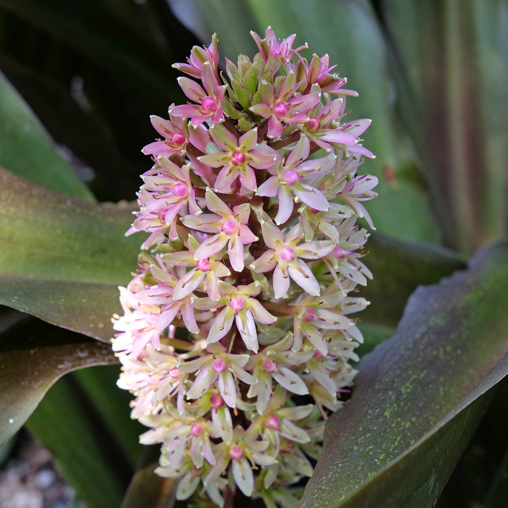 Bakker Eucomis Sparkling Burgundy bulbe 1 feuillage pourpre