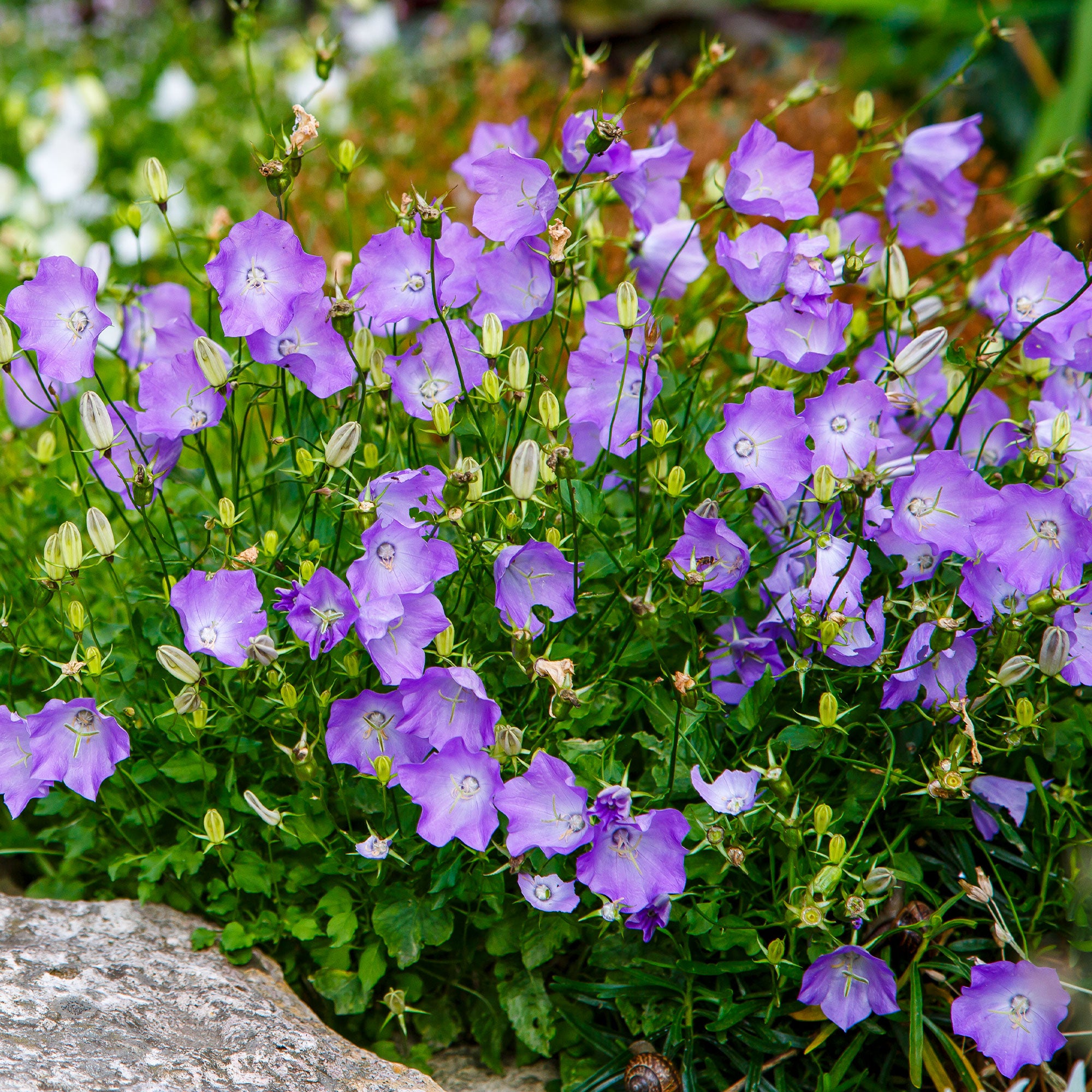 Bakker Plantes vivaces Blaue Clips campanule pot 9cm violette