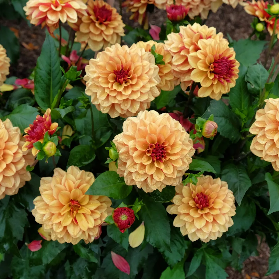Bakker Dahlia Crème de Cognac bulbe orange calibre I