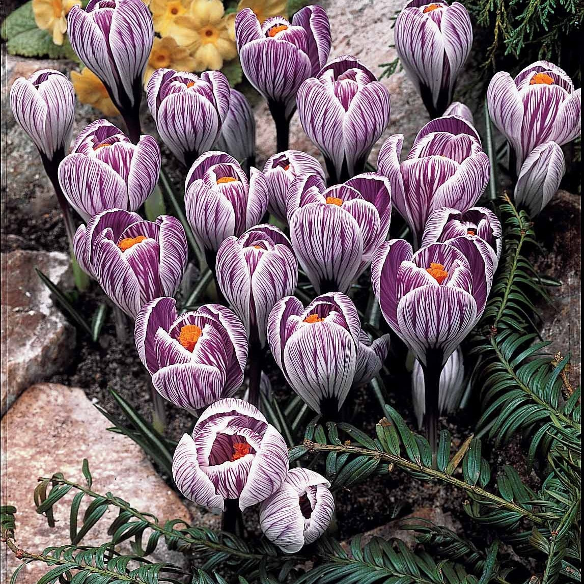 Bakker Crocus mélange blanc violet jaune bulbe lot 60