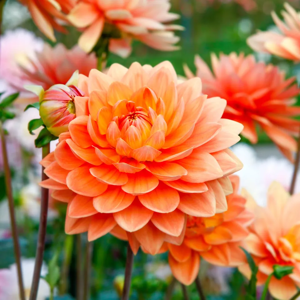 Bakker Dahlia orange plante terrasse pot 10,5cm été