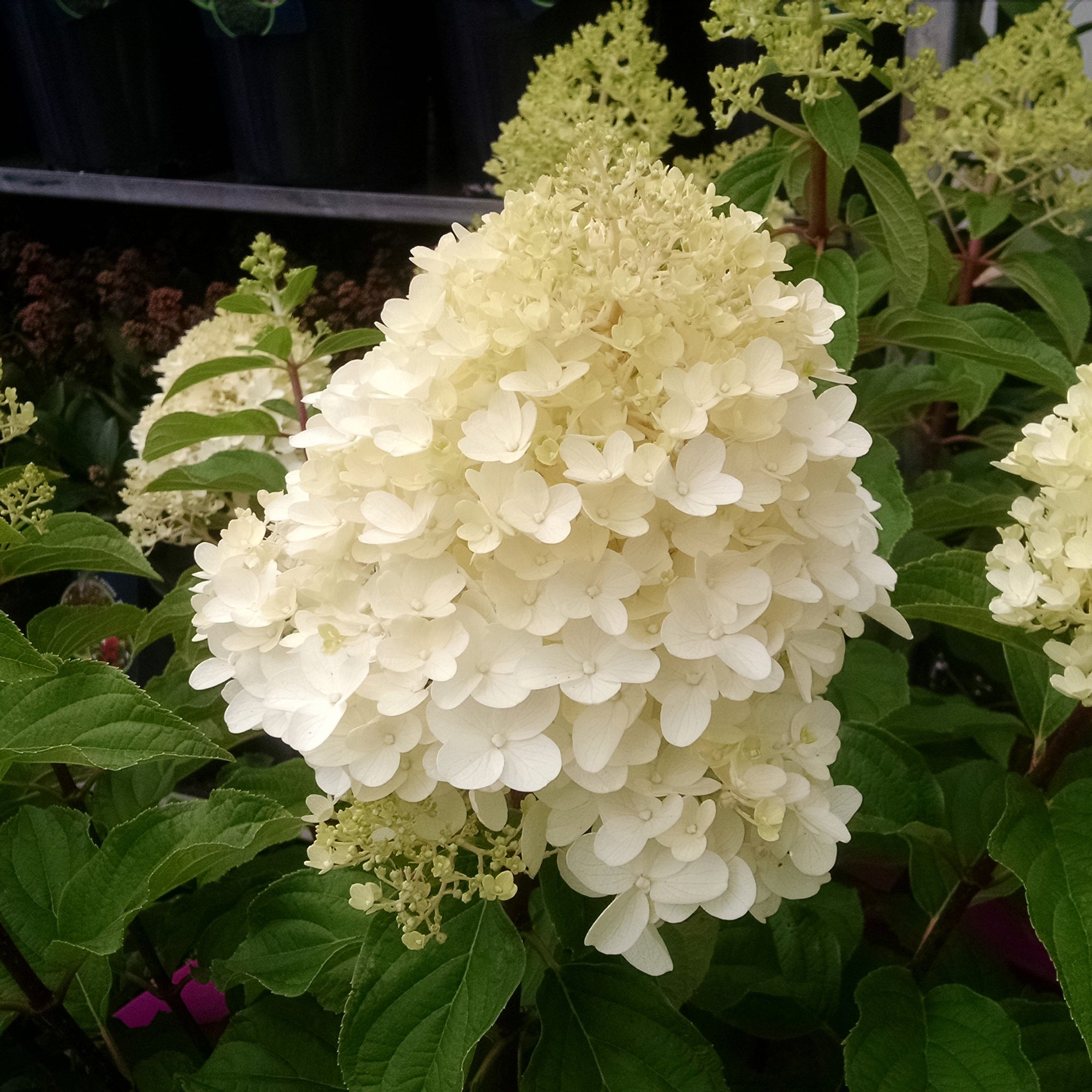 Bakker Hortensia paniculé Silver Dollar arbuste lot 2 pots 3L