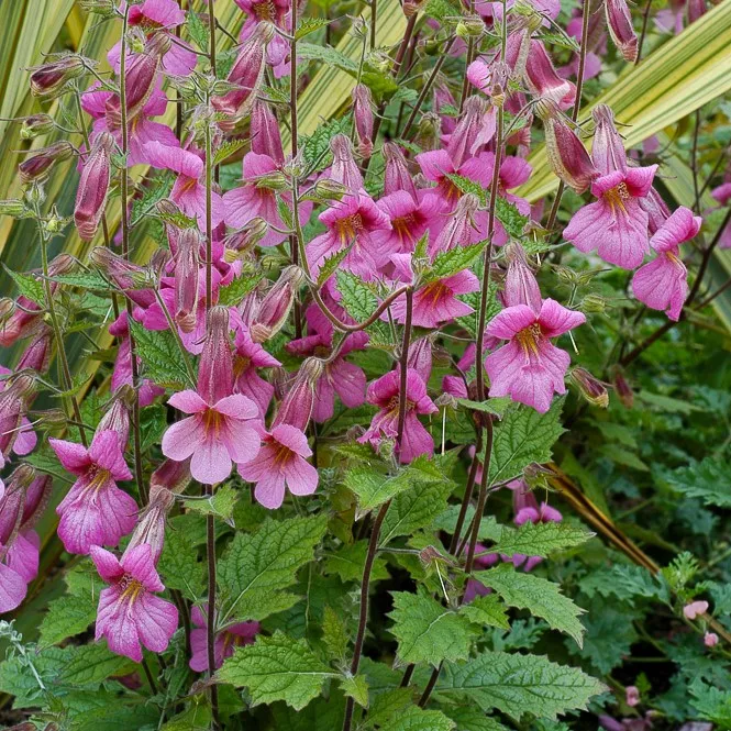 Passion Vivaces Rehmannia angulosa plante vivace fleurs roses godet