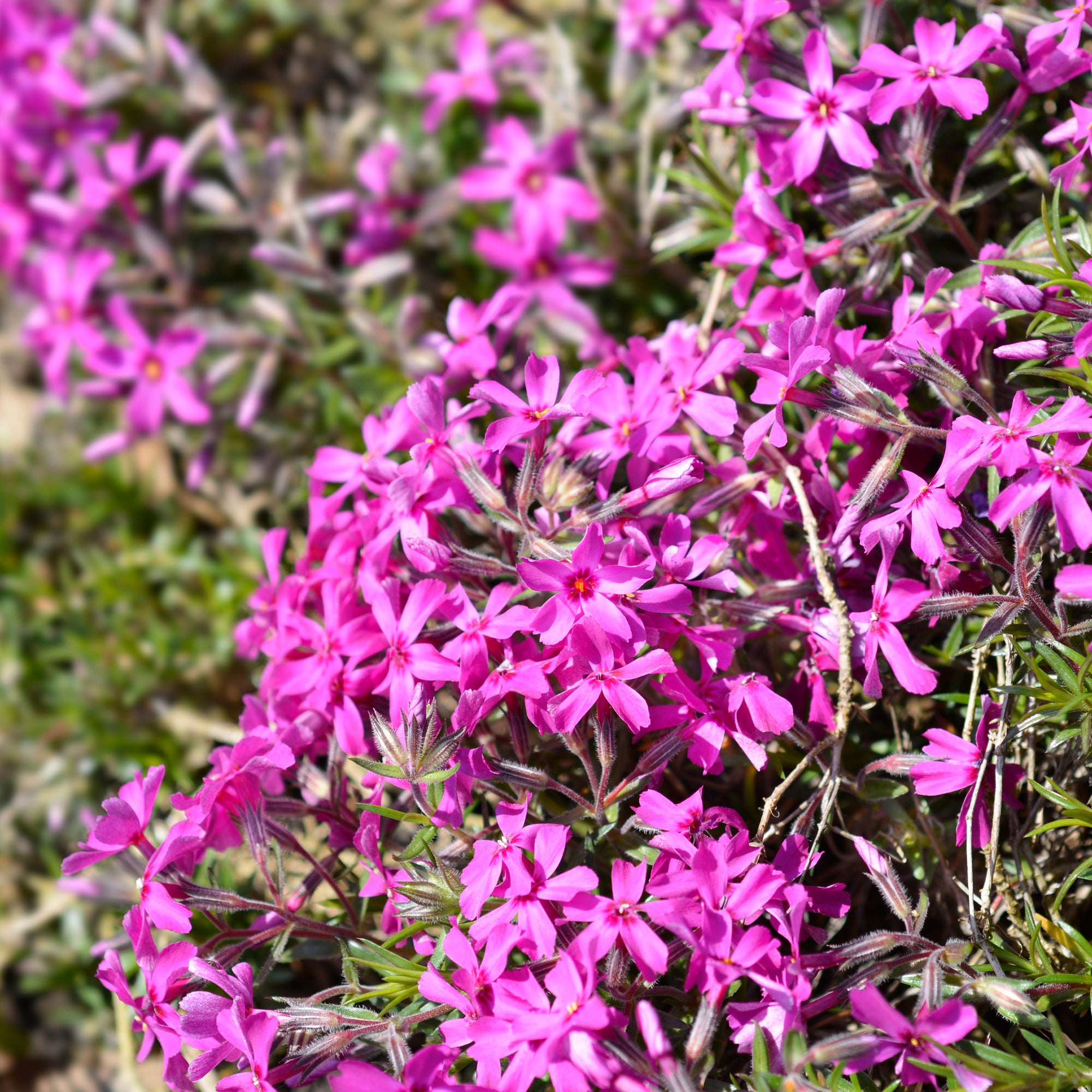 Bakker Phlox mousse Atropurpurea vivace pot Ø9 cm