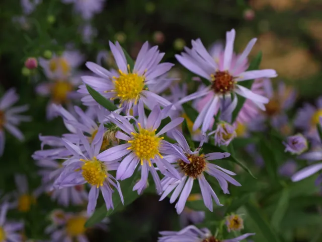 Passion Vivaces Aster Alweibersommer plante godet bleu lilas
