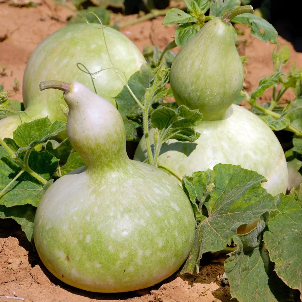 Bakker Calebasse Gourde graines potager sachet 3g 25 graines