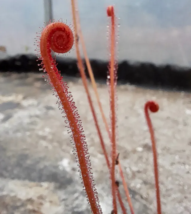 Carniflore Drosera filiformis creamsicle plante 9x9