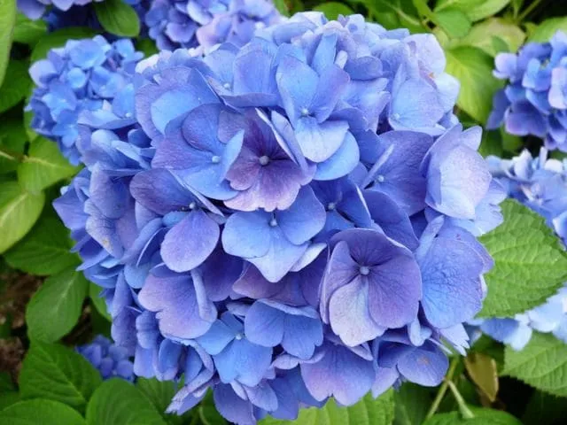 Les Hortensias du Haut Bois Mathilda Gütges hortensia boule godet