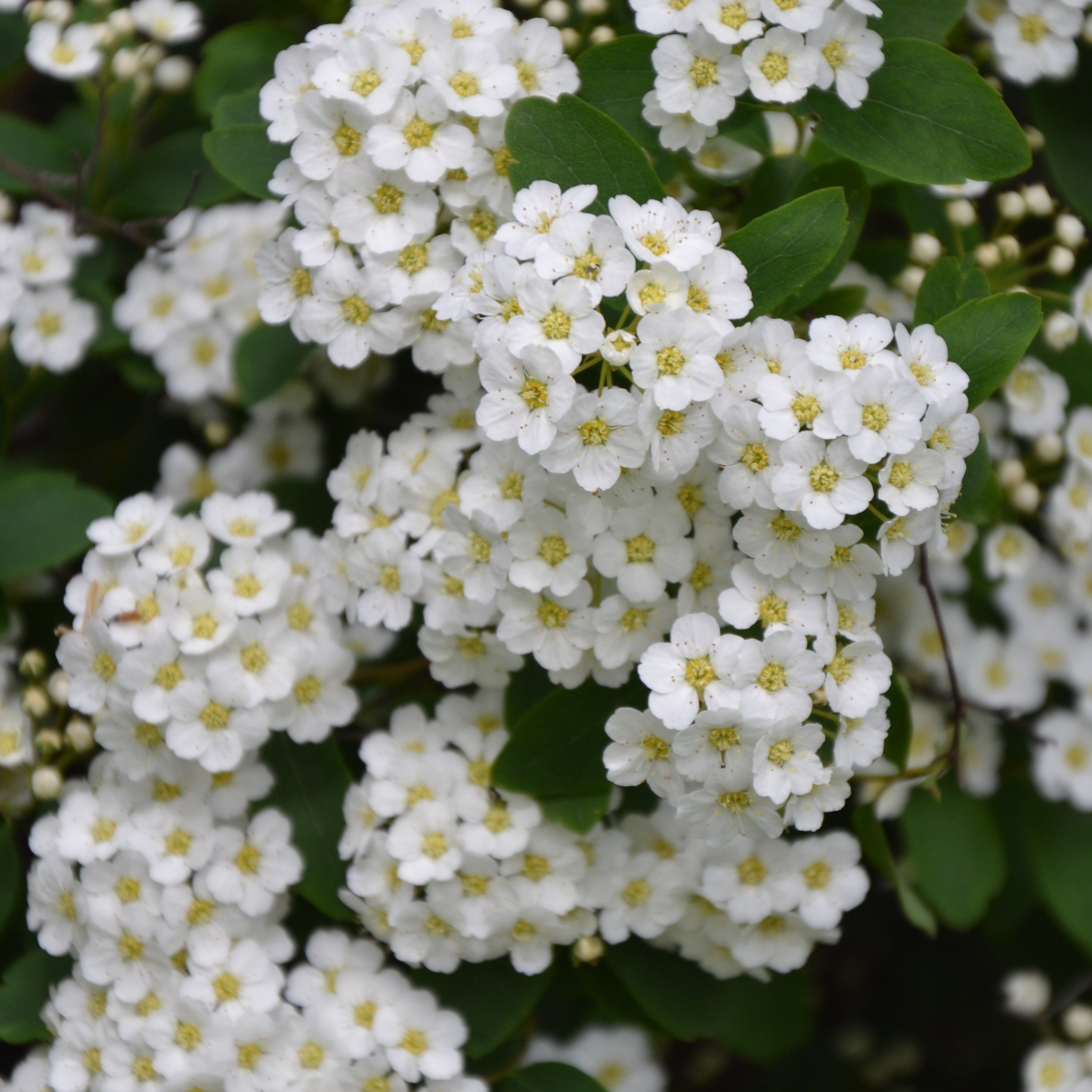 Bakker Thunberg spirée arbuste pot 1,5L 20-30cm fleurs blanches