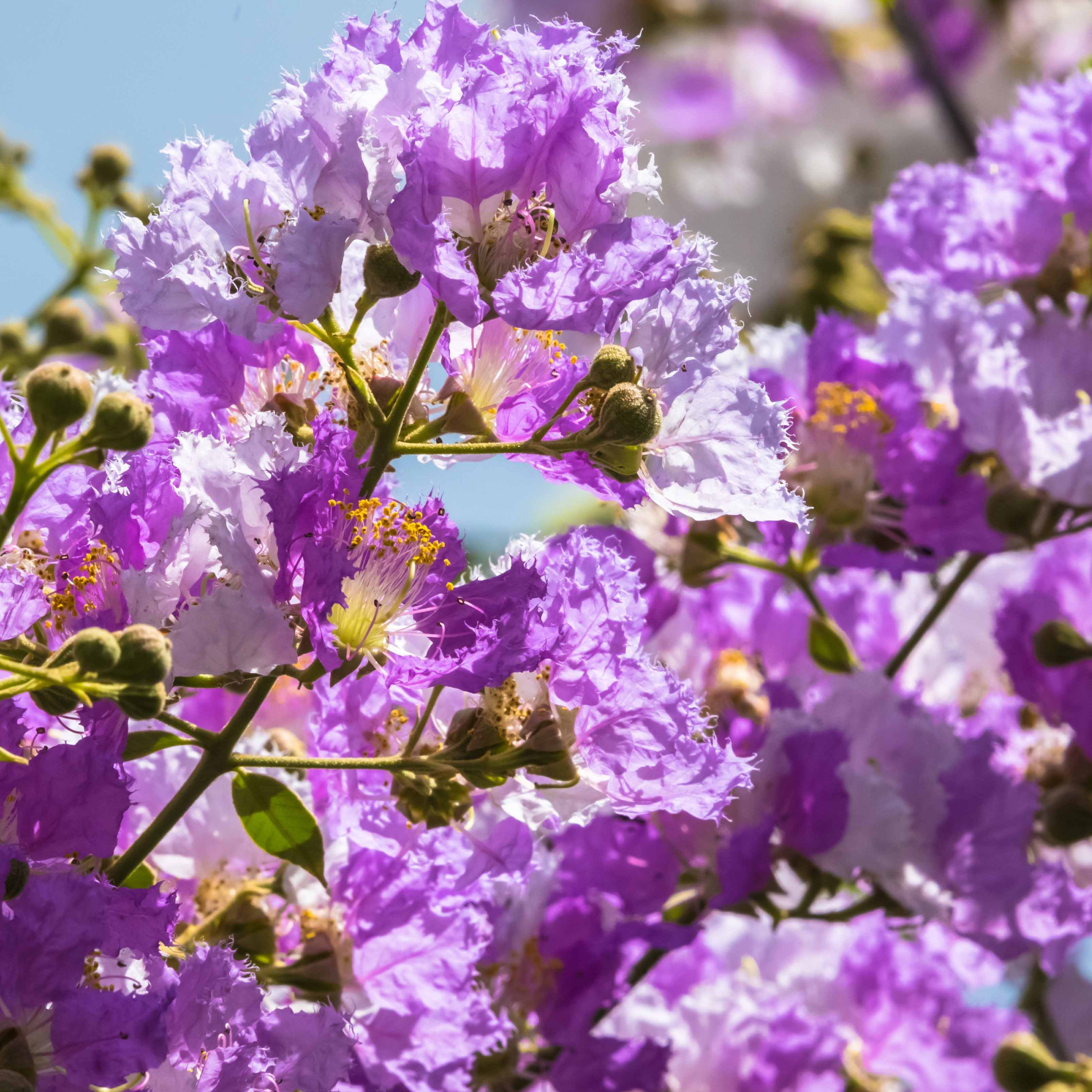 Bakker Lilas des Indes Collection 3 arbustes pot 15cm