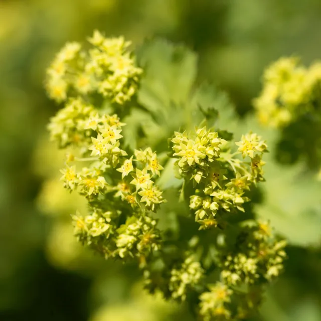 Bakker Alchemille epipsila vivace jaune pot 9cm