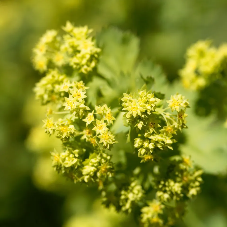 Bakker Alchemille epipsila vivace jaune pot 9cm