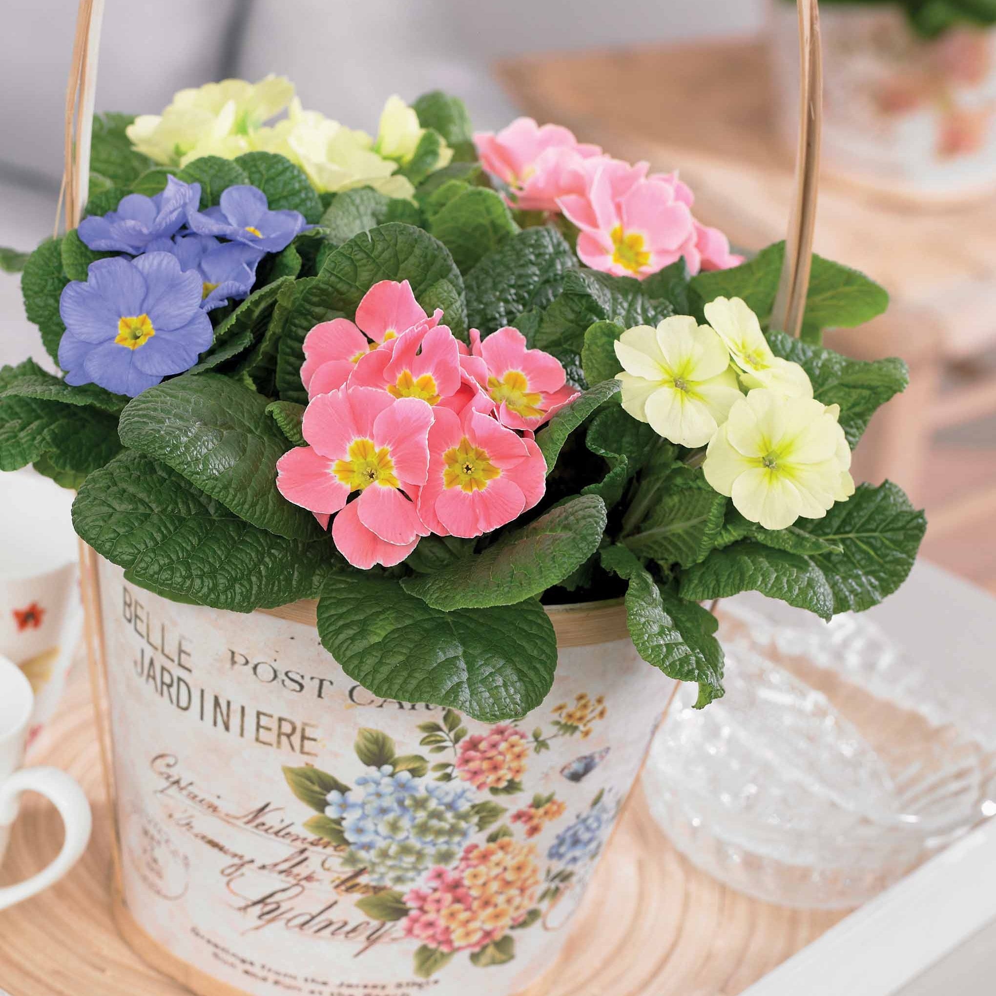 Bakker 3 Primevères pastel mélange plante vivace 3 pots Ø 10,5cm