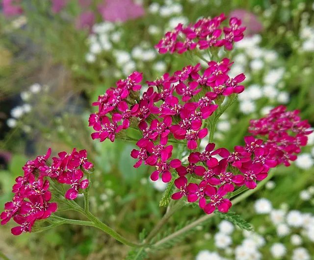 Passion Vivaces ACHILLEA millefolium Cassis plante vivace soleil