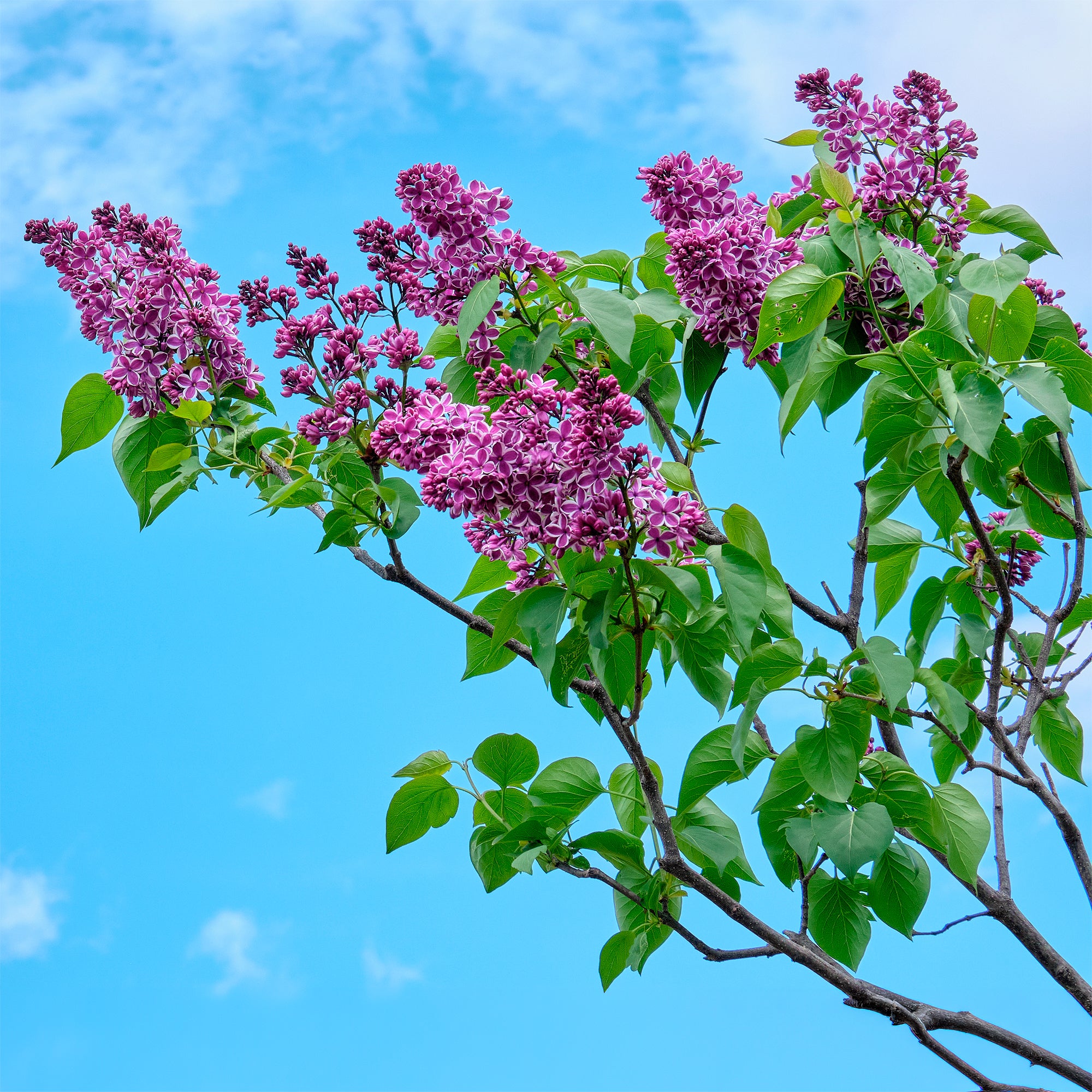 Bakker Lilas Sensation Syringa arbuste pot 2L 25-30cm