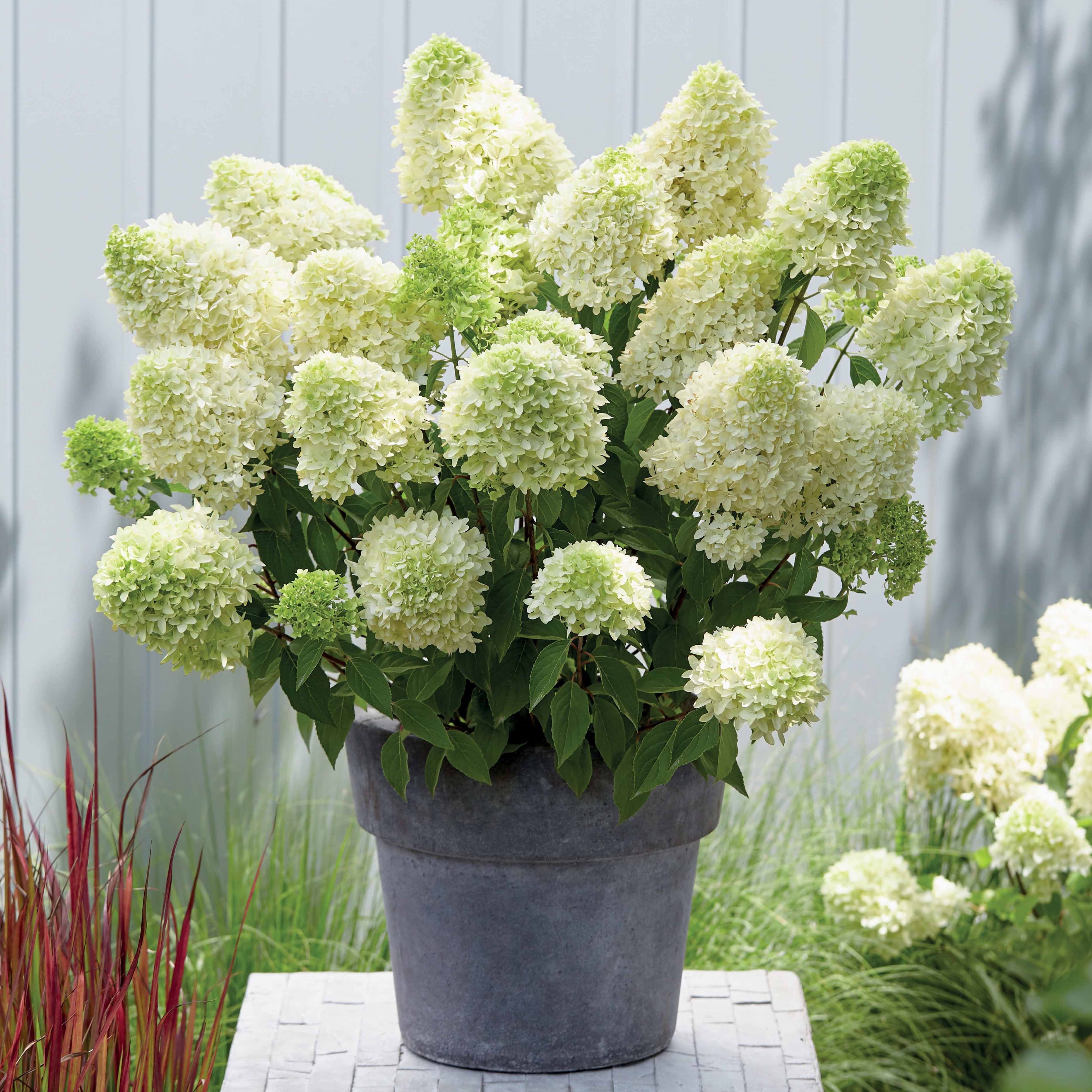 Bakker Skyfall hortensia paniculata pot 1,2L fleurs blanches