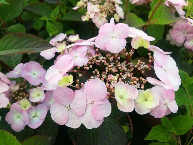Les Hortensias du Haut Bois Graciosa Hydrangea serrata hortensia godet