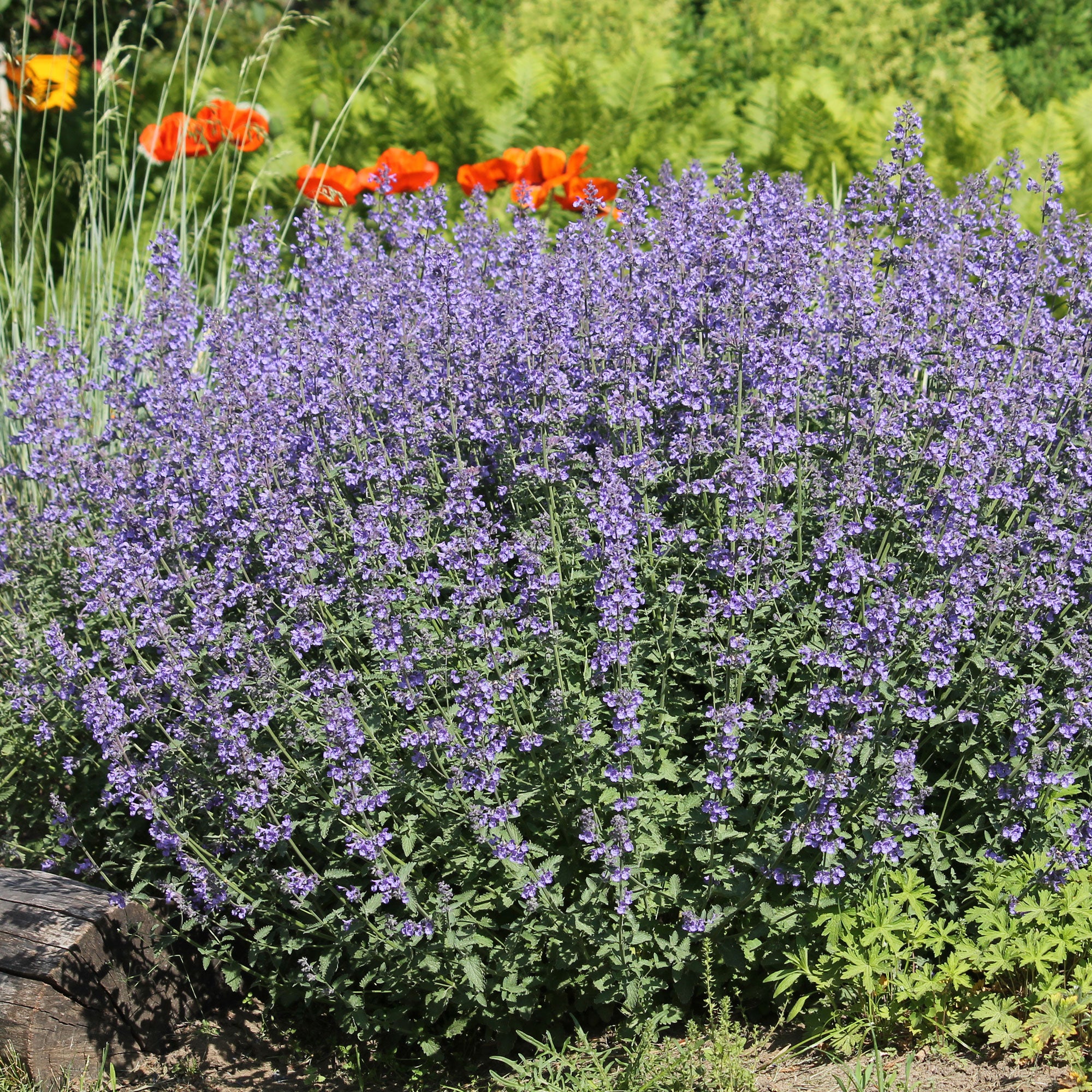 Bakker Nepeta faassenii chataire vivace pot 9cm violet