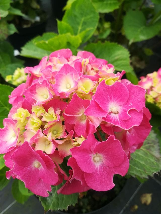Les Hortensias du Haut Bois Hatfield rose hortensia fleurs rondes