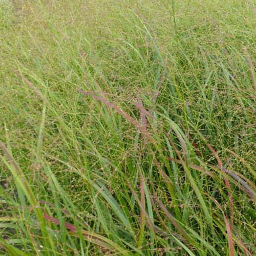 Bakker Plantes d'extérieur Panic érigé Strictum pot Ø 9cm graminée