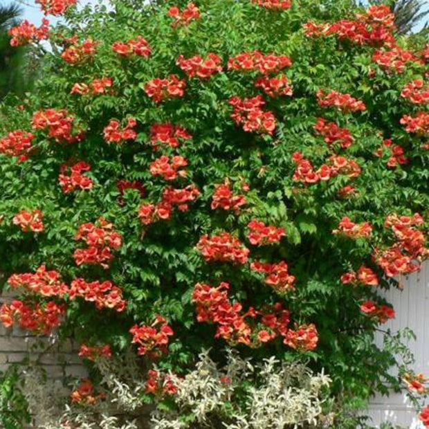 Bakker Plantes d'extérieur Bignone Madame Galen grimpante pot 2L orange