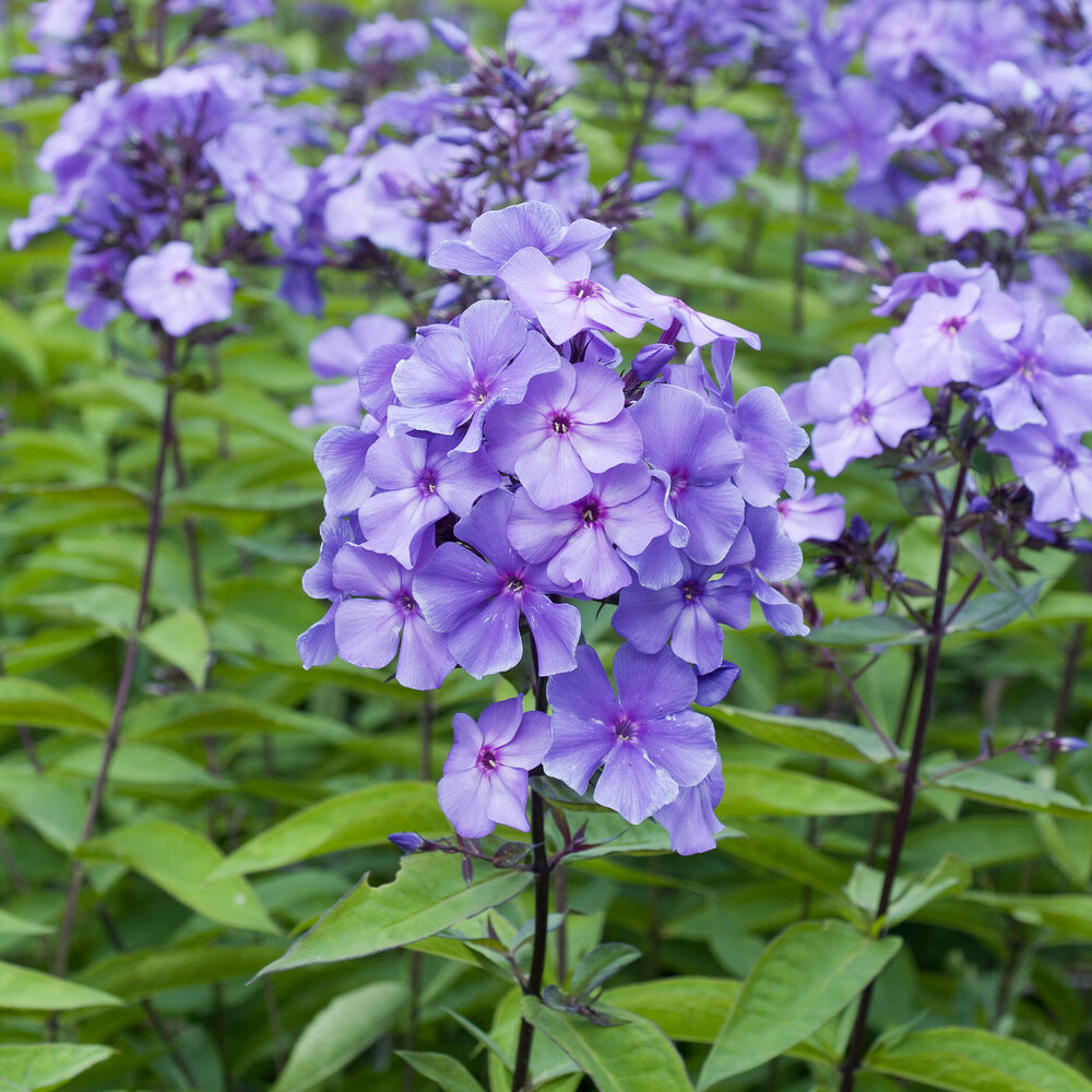 Bakker Phlox Blue Paradise vivace pot 9cm bleu