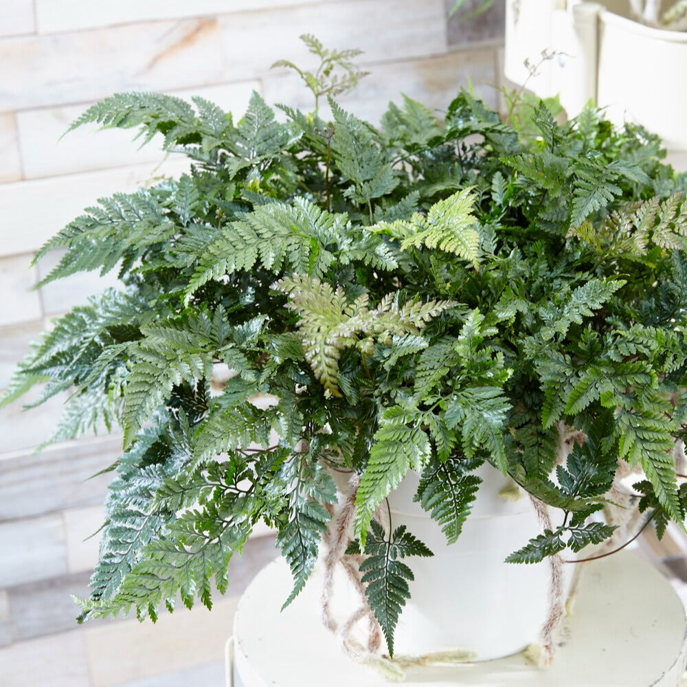 Bakker Fougère patte de lapin plante verte pot Ø 12cm 20cm
