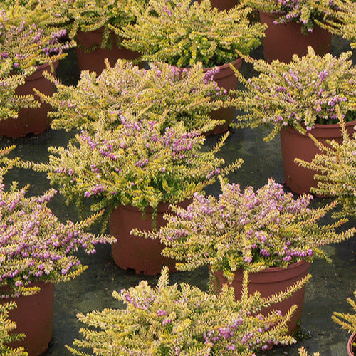 Bakker Terrasse Bruyère Eva Gold jaune pot 8cm hiver