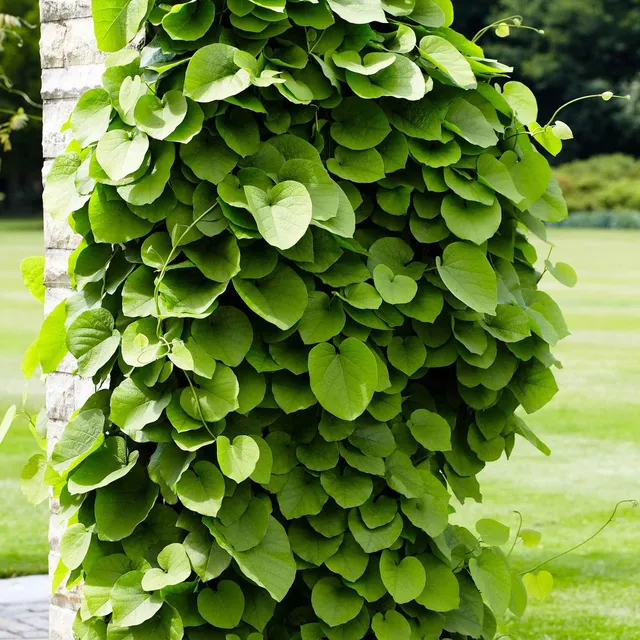 Bakker Aristoloche macrophylla pot 2L 40-50cm grimpante mi-ombre