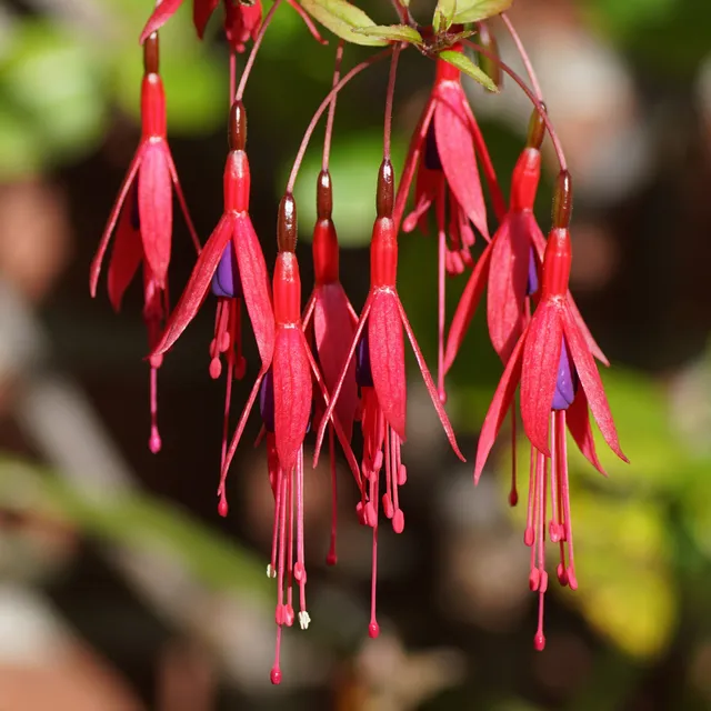 Bakker Fuchsia Riccartonii arbuste 3 pots Ø9cm fuchsia