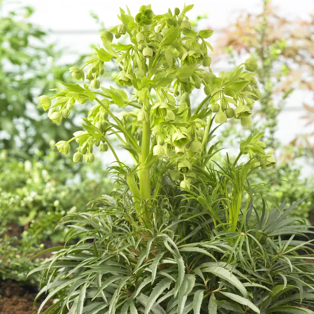Bakker Hellébore fétide Wester Flisk vivace pot 9cm tiges rouges