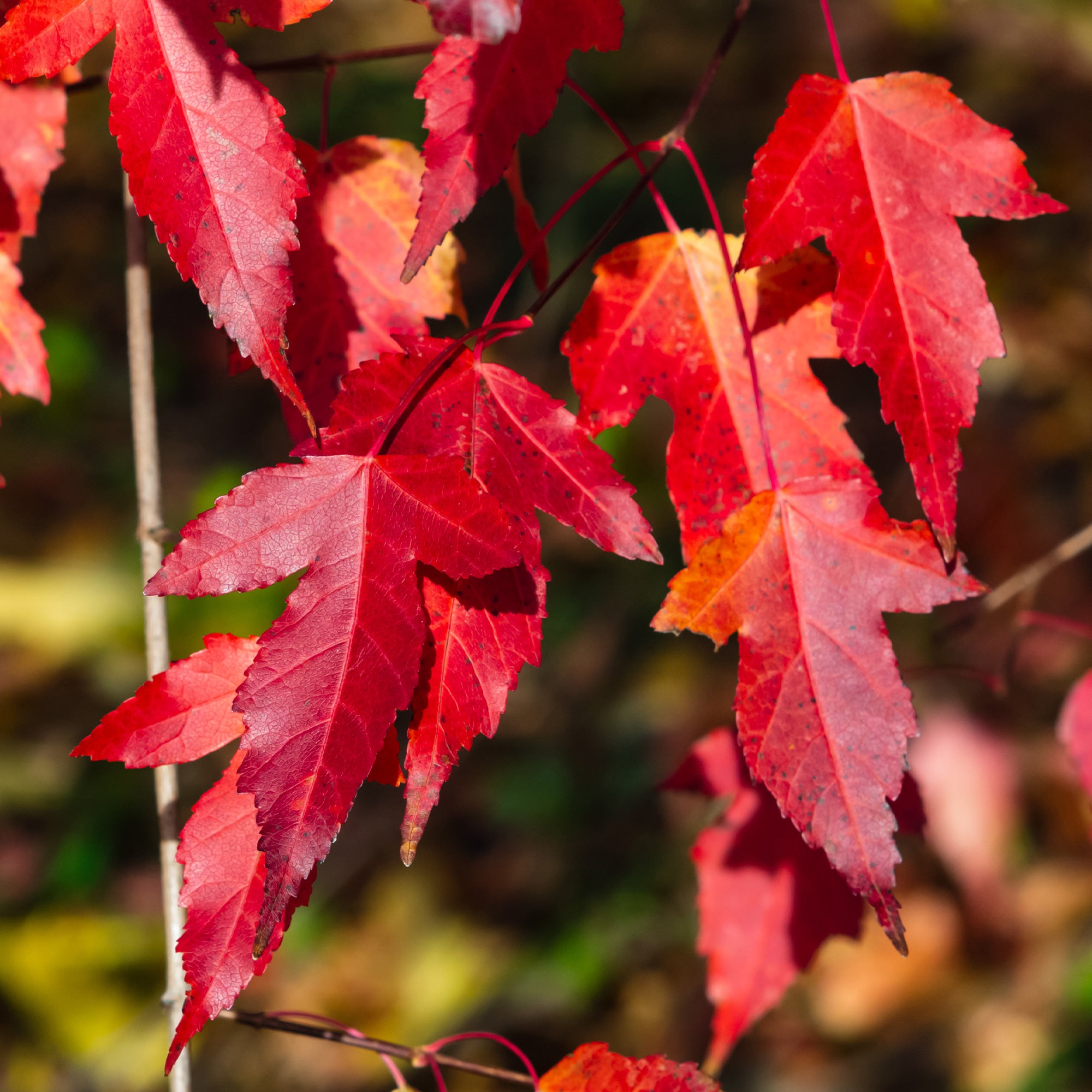 Bakker Érable du fleuve Amour pot 2L 80-100cm rouge automne