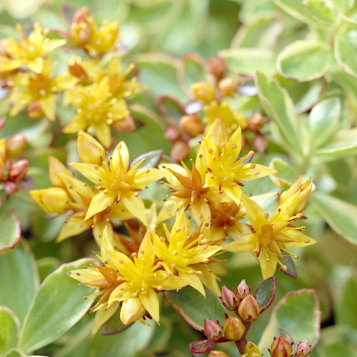 Bakker Sedum Kamtschaka panaché vivace jaune pot 9cm