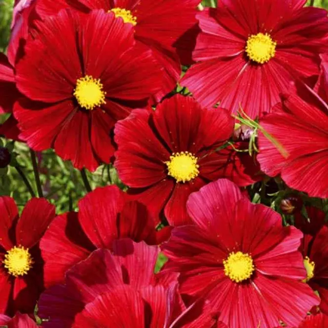Bakker Cosmos Rubenza fleur rouge sachet 60 graines