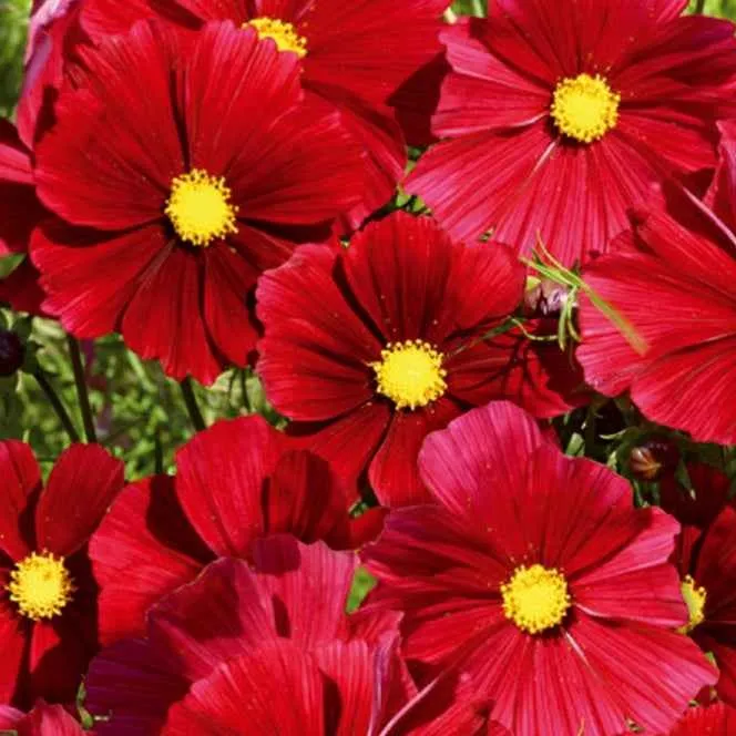 Bakker Cosmos Rubenza fleur rouge sachet 60 graines