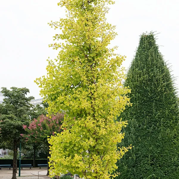 Bakker Ginkgo biloba Blagon pot 1,3L 20-30cm