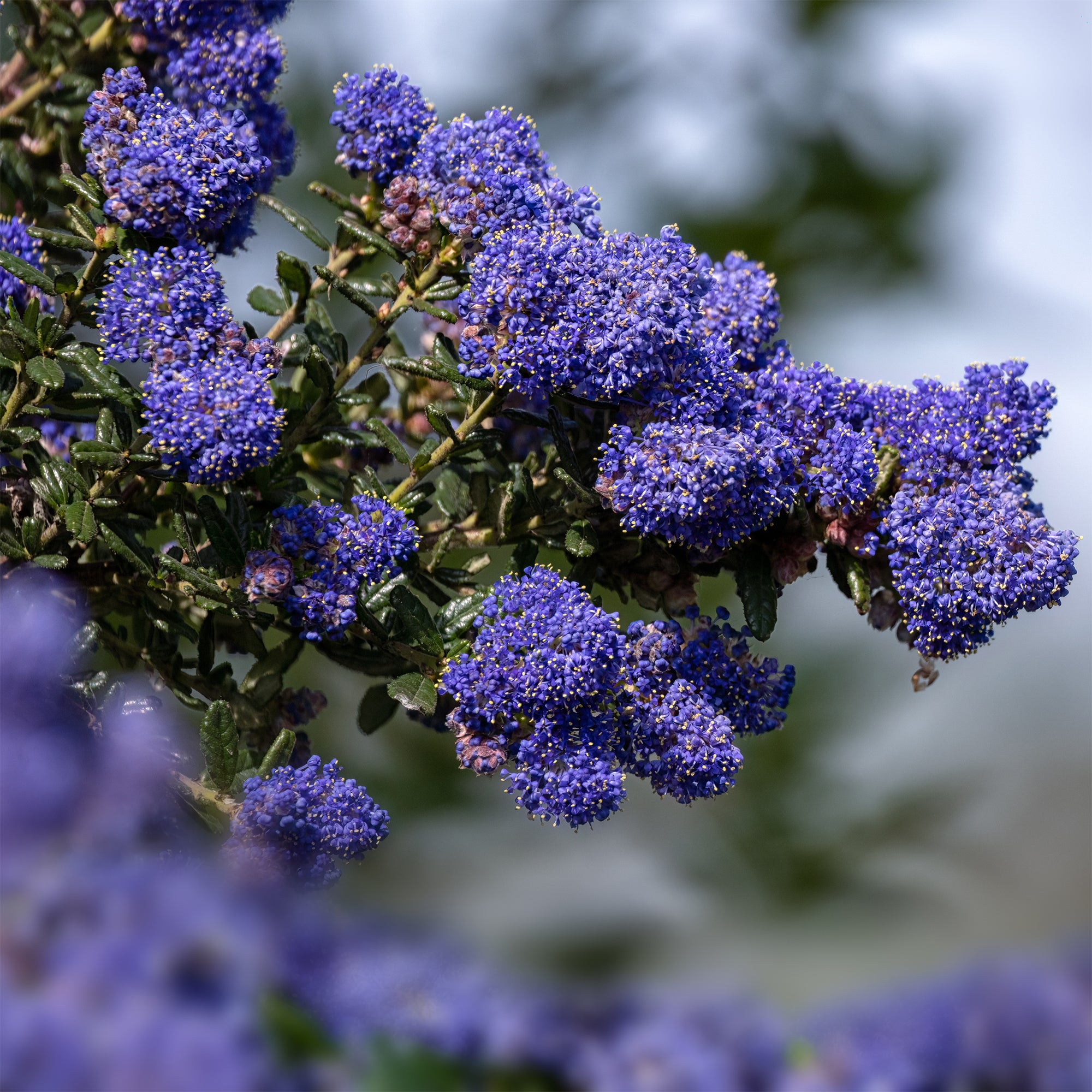 Bakker Céanothe Dark Star arbuste bleu lilas Californie Ø 9cm