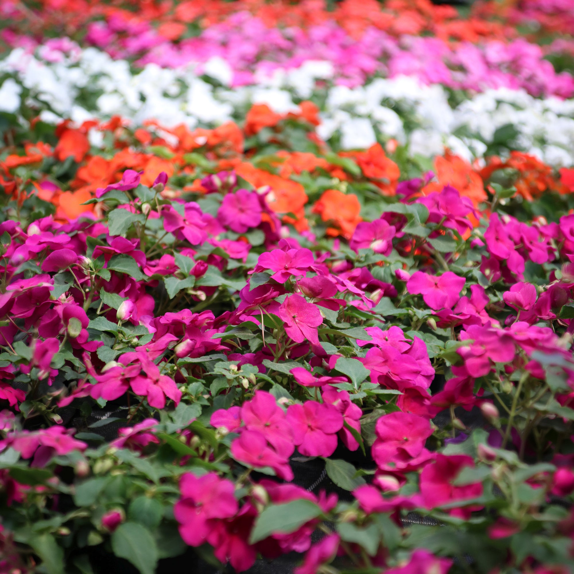 Bakker Impatiens Colour Cocktail impatiens 100 graines mélange