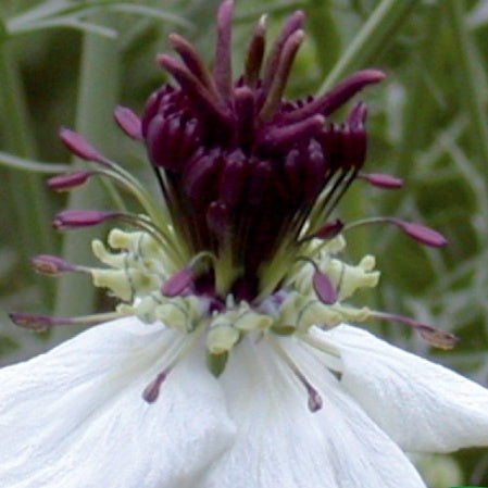 Bakker Nigella African Bride graines fleurs blanches 75 graines