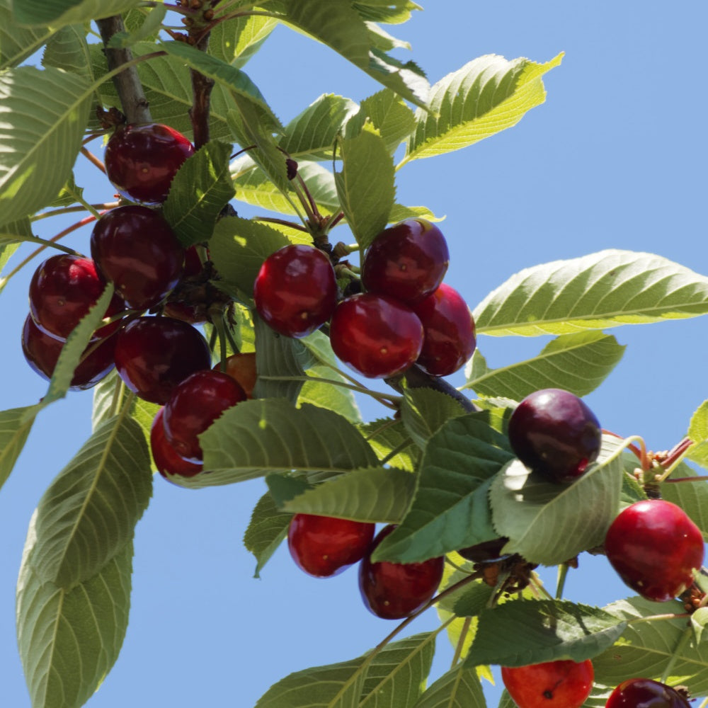 Bakker Fruitiers Montmorency cerisier griotte pot 3L 80-100cm rustique