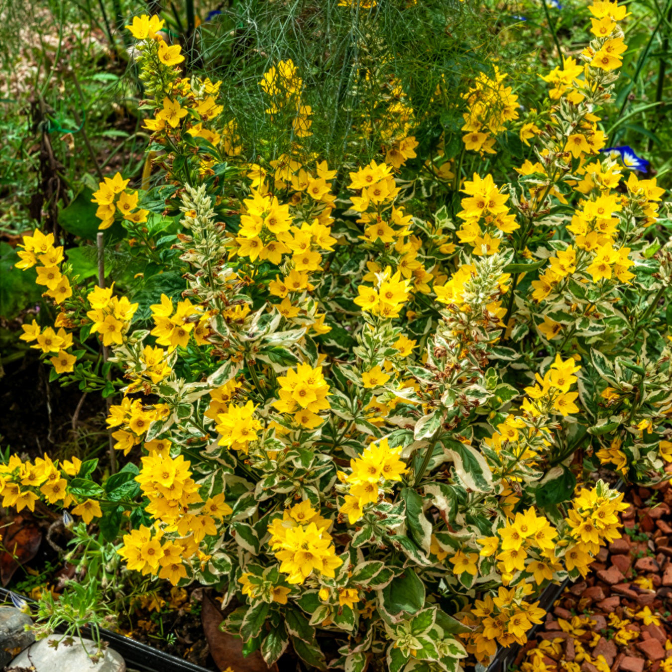 Bakker Plantes vivaces Lysimaque ponctuée Alexander plante jaune pot 9cm