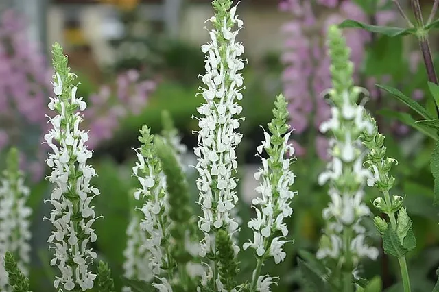 Salvia nemorosa Schneehügel sauge pot 1 L fleurs blanches