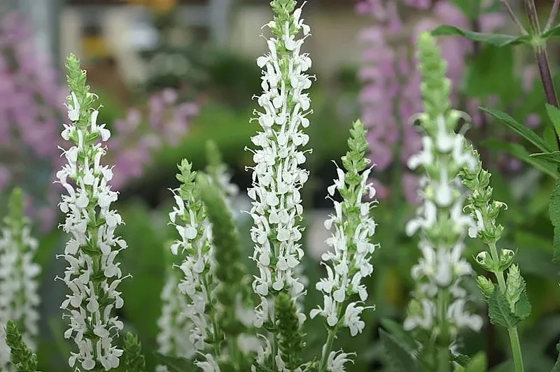 Salvia nemorosa Schneehügel sauge pot 1 L fleurs blanches