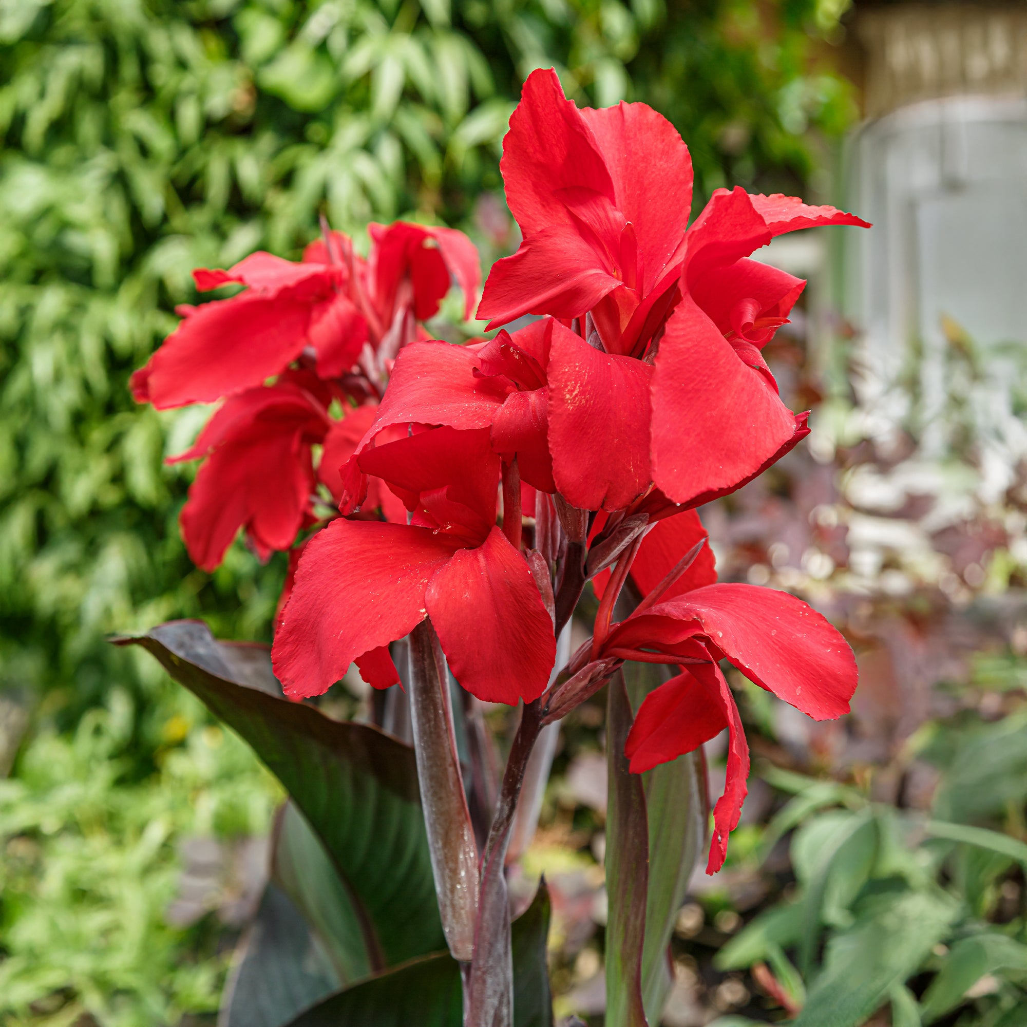 Bakker Red Futurity canna rouge sachet 2 bulbes pourpre