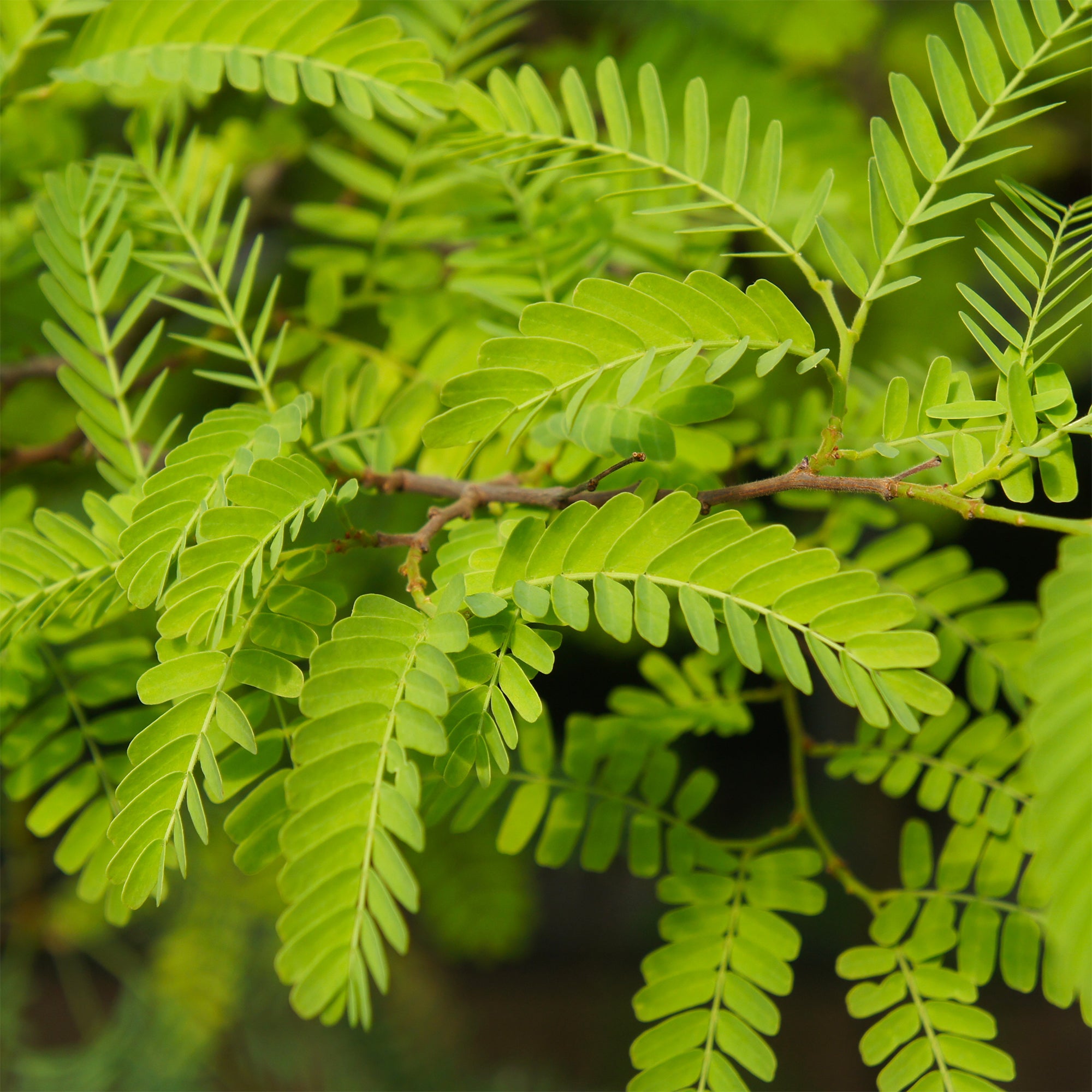 Bakker Févier Elegantissima arbre pot 5L 150-175cm