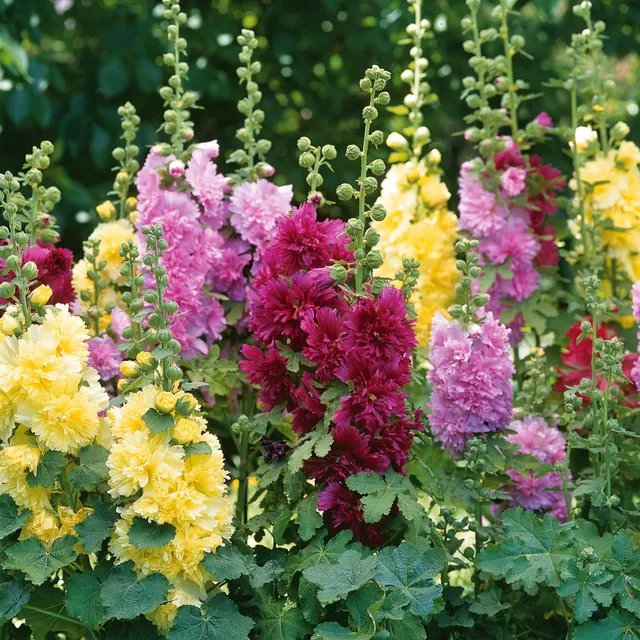 Bakker Roses trémières naines multicolore 3 pots 9 cm