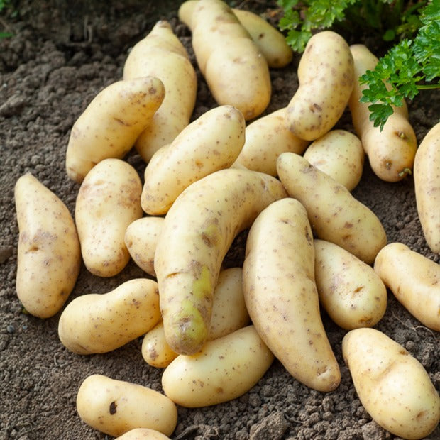 Bakker Ratte pomme de terre 25 plants chair ferme
