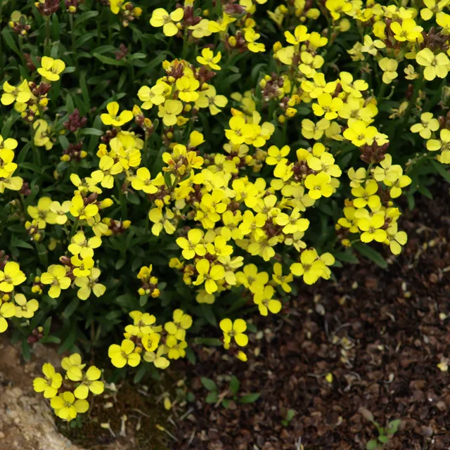 Passion Vivaces Erysimum Moon Light giroflée pot 1L jaune