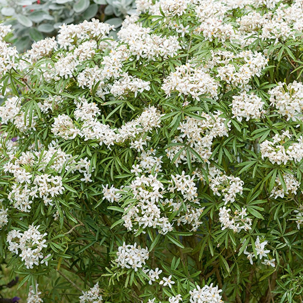 Bakker White Dazzler oranger du Mexique pot 2L blanc